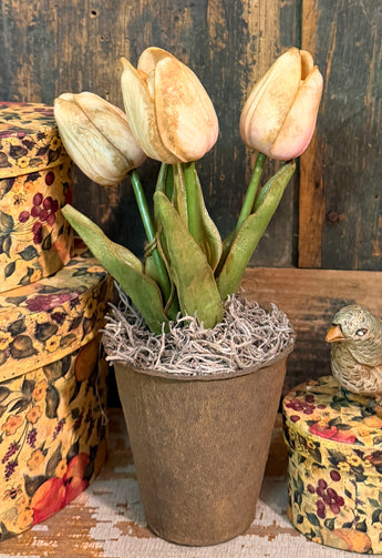 PEN-114 Potted Aged Tulips in Peat Pot - Pink