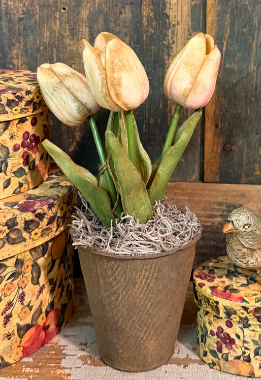 PEN-114 Potted Aged Tulips in Peat Pot - Pink