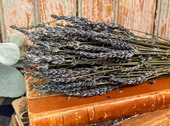 NET-FLA Dried French Lavender Bunch