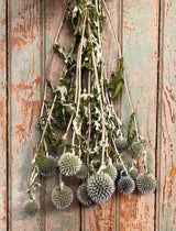 NET-ECH Dried Echinops Bunch