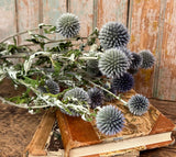 NET-ECH Dried Echinops Bunch