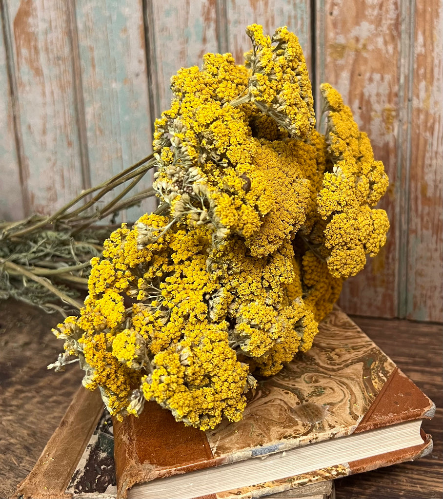 NETYAR Dried Yarrow Bunch Circa Home Living